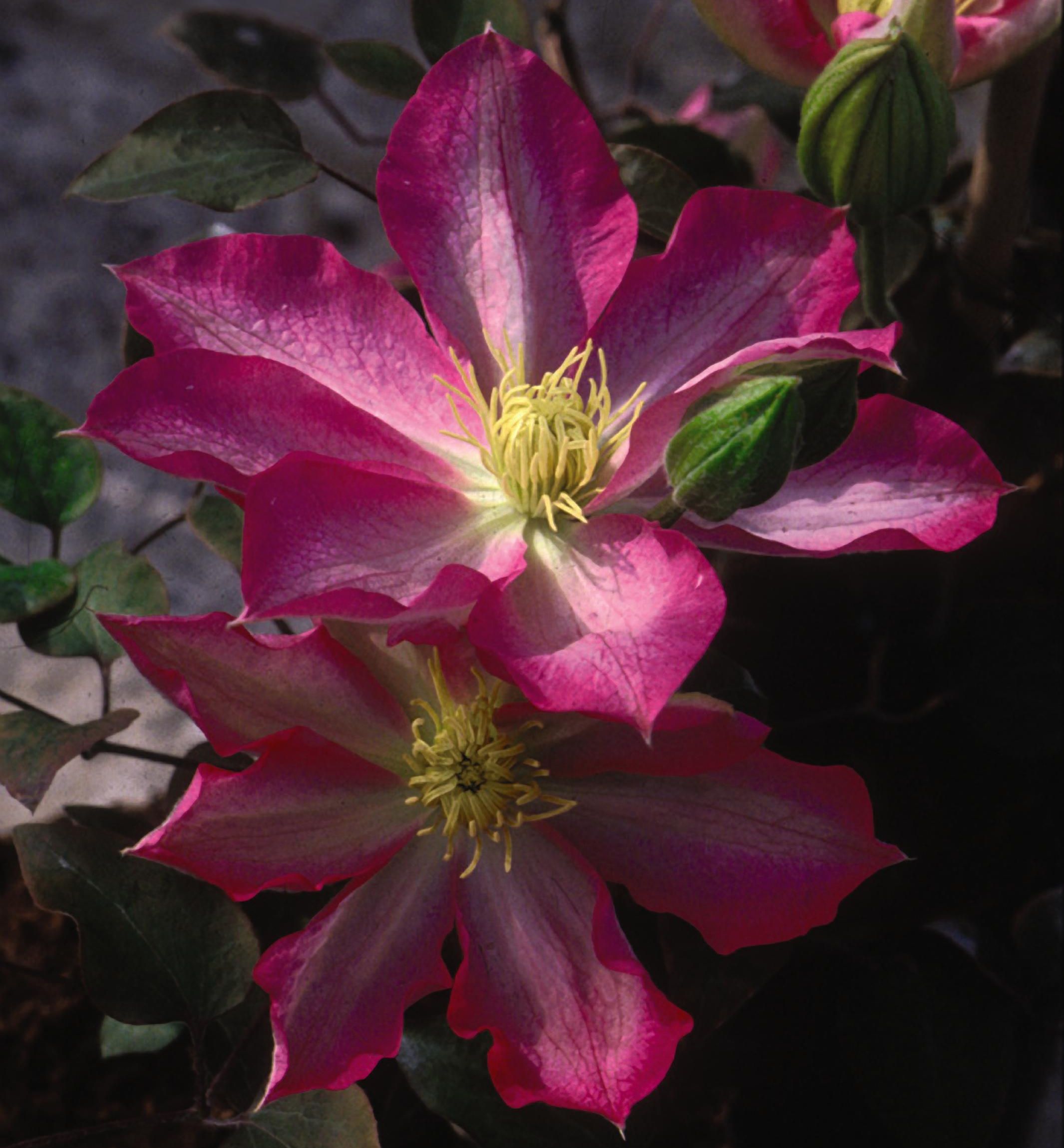 Asao Clematis | Natorp's Online Plant Store